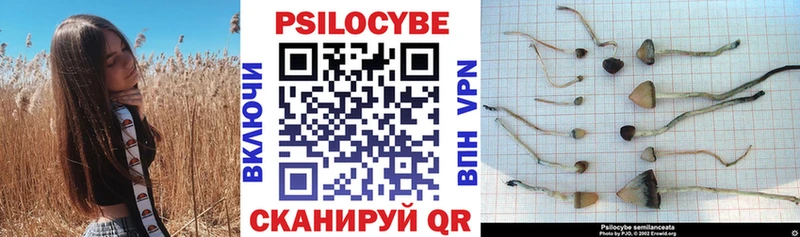 Купить закладки  Снежногорск  Галлюциногенные грибы Cubensis 